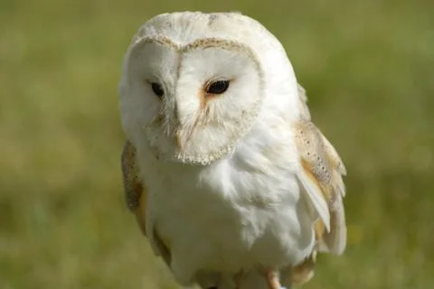 Barn Owl Stock Photos