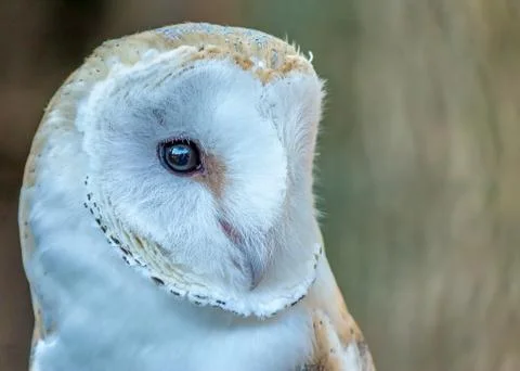 Barn owl Stock Photos