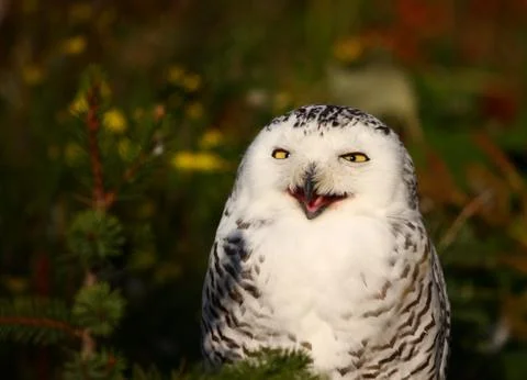 Barn owl Stock Photos