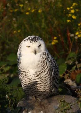 Barn owl Stock Photos
