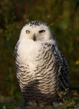 Barn owl Stock Photos
