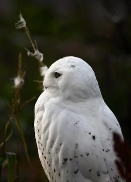 Barn owl Stock Photos