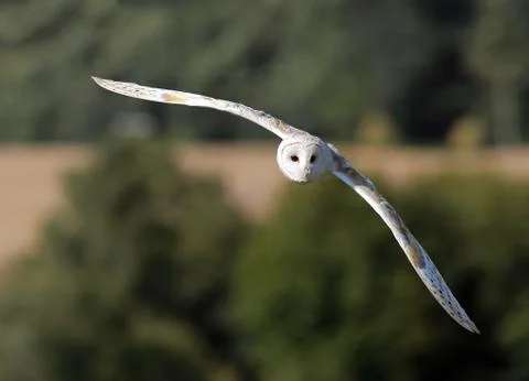 Barn Owl Stock Photos