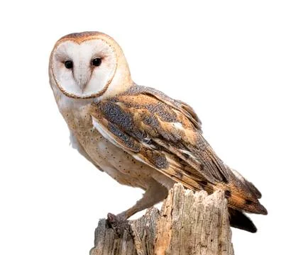 Barn owl Stock Photos