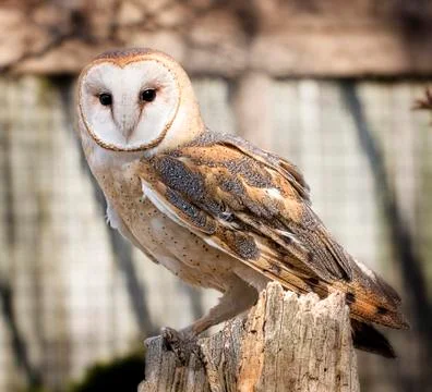 Barn owl Foto stock