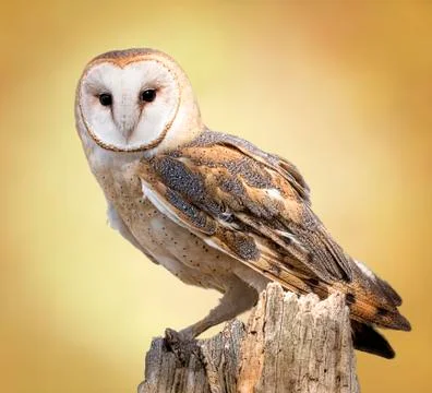 Barn owl Stock-Fotos