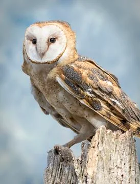 Barn owl Stock Photos