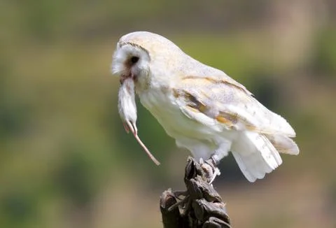 Barn Owl Stock-Fotos