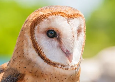Barn owl Stock Photos