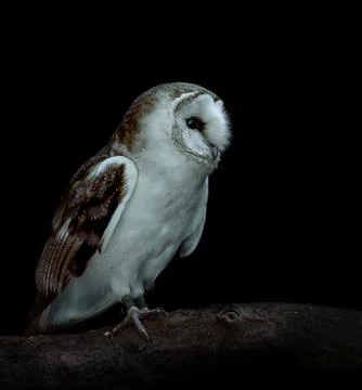 Barn owl Stock Photos