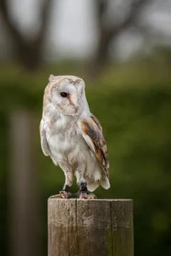 Barn owl Stock Photos