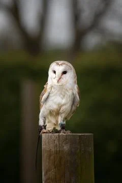Barn owl Stock Photos