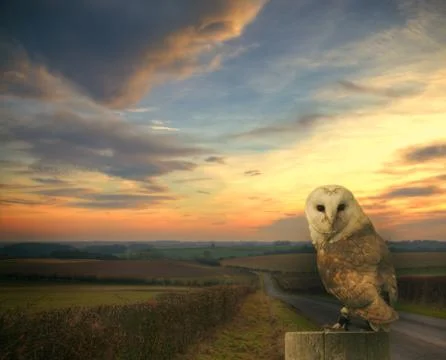 Barn owl Stock Photos