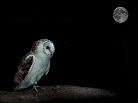 Barn owl Stock Photos