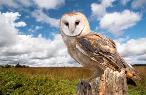 Barn owl Foto stock