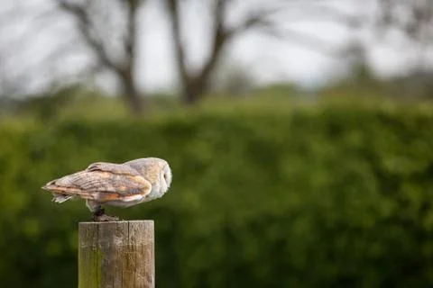 Barn owl Stock Photos