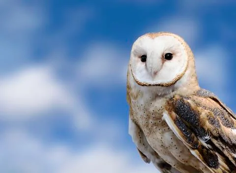 Barn Owl Stock Photos