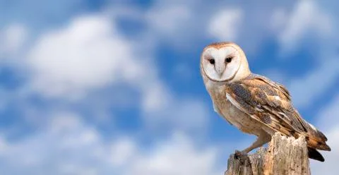 Barn Owl Stock-Fotos