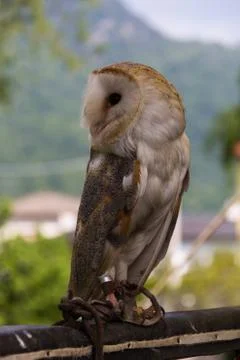 Barn Owl Stock Photos