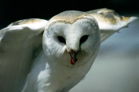 Barn Owl Stock Photos