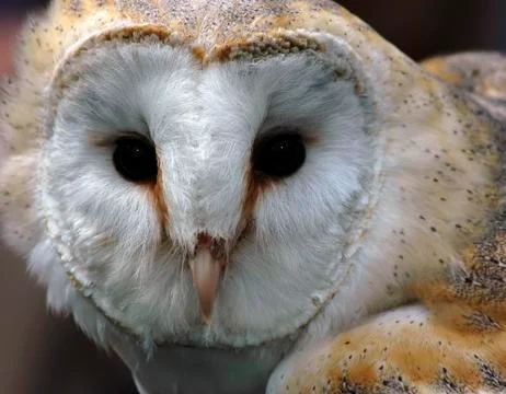 Barn Owl Stock Photos