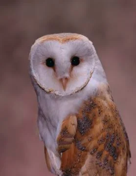 BARN OWL Stock Photos