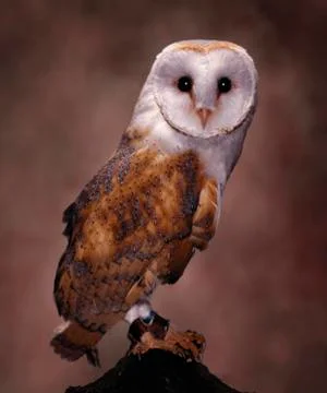 BARN OWL Stock Photos