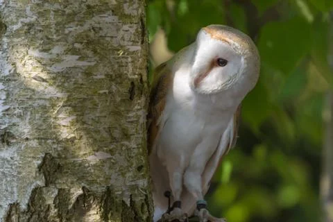 Barn owl Stock Photos