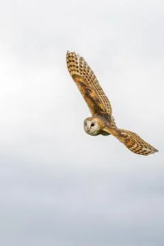 Barn owl Stock Photos