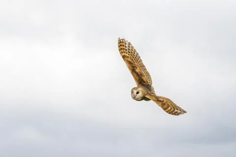 Barn owl Stock Photos