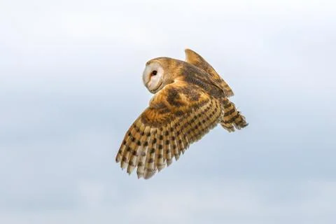 Barn owl Stock Photos