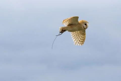Barn owl Stock Photos