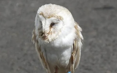 Barn Owl Stock Photos