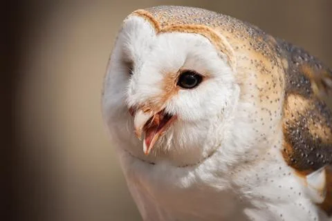 Barn Owl Stock Photos