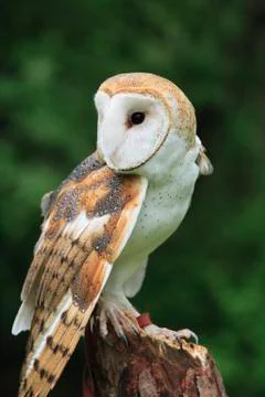 Barn Owl Stock Photos