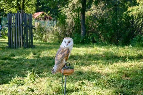 Barn Owl Stock Photos