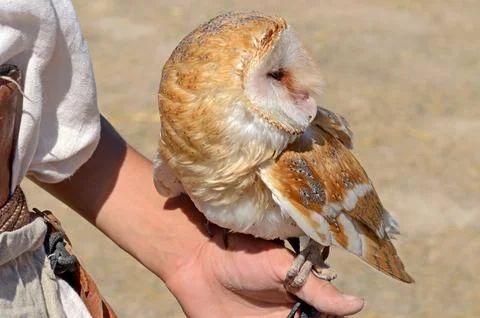 The Barn Owl Stock Photos