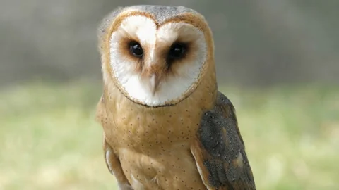 Barn owl portrait. Tyto alba. Bird of prey Stock Footage