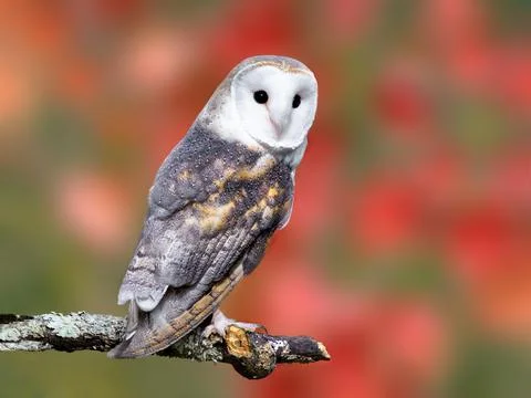 Barn Owl posing for a picture during the fall season Stock Photos