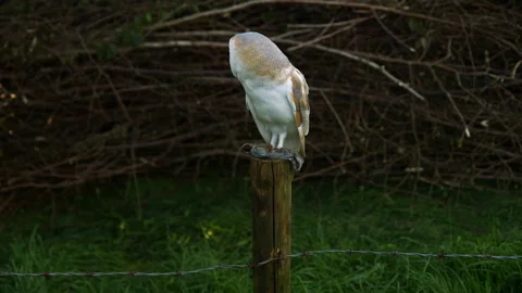 Barn Owl on post in countryside Stock Footage 243013559