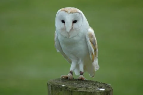 Barn Owl on Post Foto stock