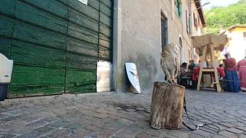 A barn owl at the Primaluna Palio. Vídeo Stock 244603943
