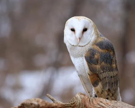 Barn Owl Profile Stock Photos