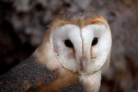 Barn Owl Profile Stock Photos