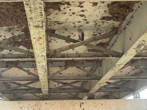 Barn Owl Resting Beneath Rusted Highway Bridge Structure Stock Photos