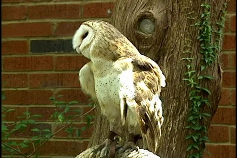 Barn Owl Ruffles Feathers Bird of Prey Stock Footage 141671