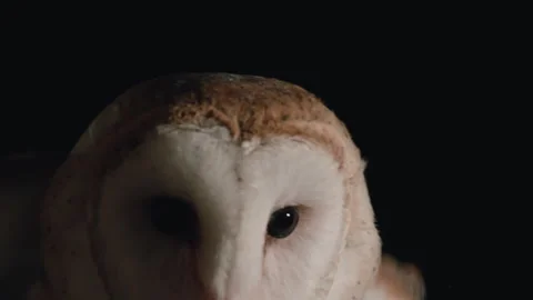 Barn owl ruffling feathers slow motion Stock Footage 170970074
