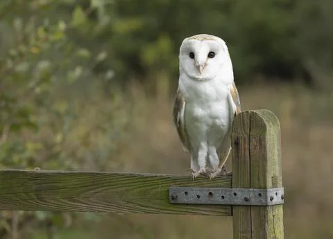 Barn owl sat on a gate post Stock-Fotos
