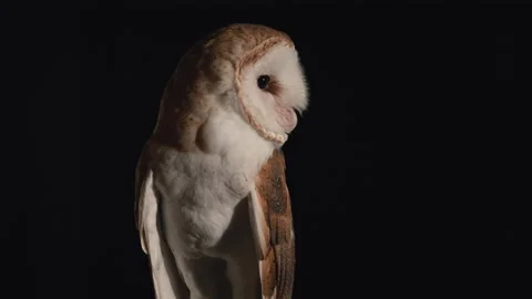 Barn owl scouting on black background slow motion Stock Footage 170970015