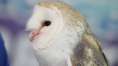 Barn owl screaming Stock Footage 81961360